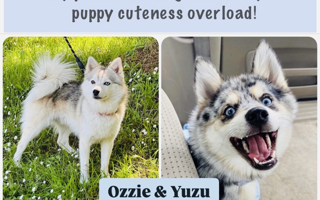 Yuzu & Ozzie