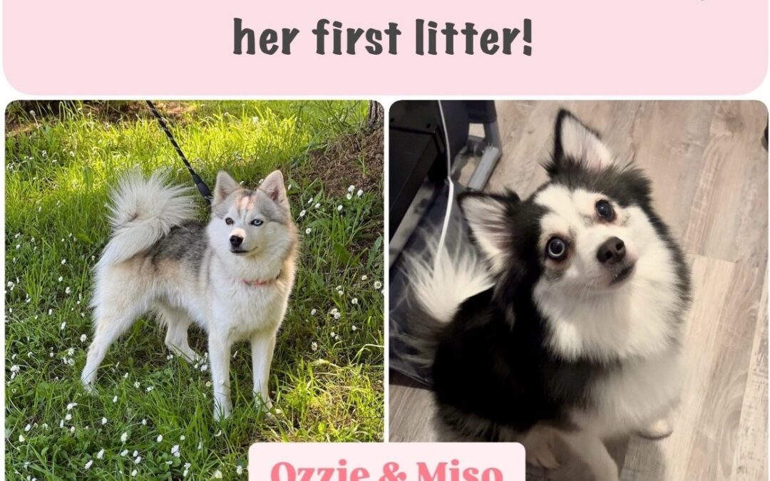 Miso & Ozzie